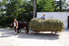 Transylvania-aug-2007_236