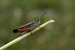 transylvania-aug-2008_160